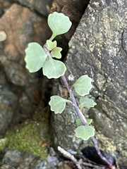 Streptanthus morrisonii