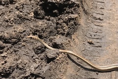 Psammophis orientalis
