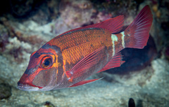 Lethrinus erythropterus
