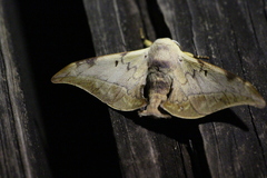 Mustilizans hepatica