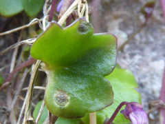 Septoria cymbalariae