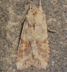 Lithophane bethunei