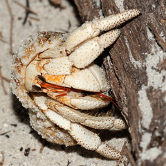 Coenobita perlatus
