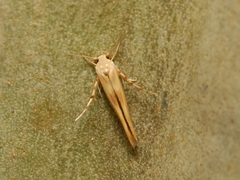 Stathmopoda hyposcia