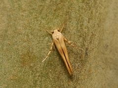 Stathmopoda hyposcia