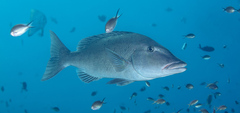 Lethrinus olivaceus