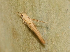 Stathmopoda hyposcia