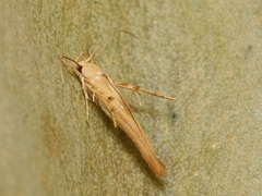 Stathmopoda hyposcia