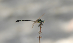 Austroepigomphus praeruptus