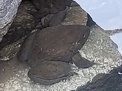 Duttaphrynus stomaticus