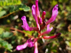 Astragalus monspessulanus