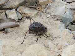 Acripeza reticulata