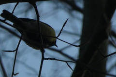 Parus major