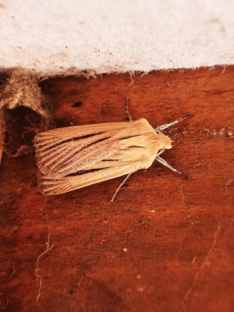 Pareuxoa hypothetica