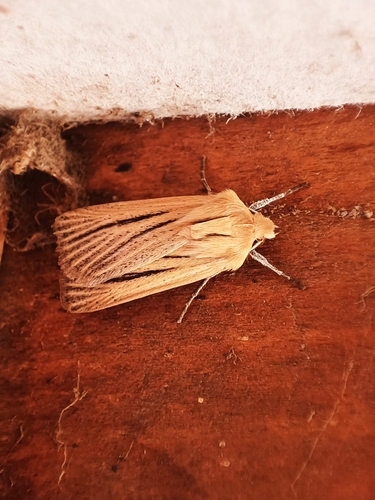 Pareuxoa hypothetica