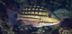 Lutjanus decussatus