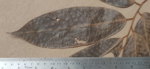 Image of Knema attenuata by (c) T R Shankar Raman, some rights reserved (CC BY)