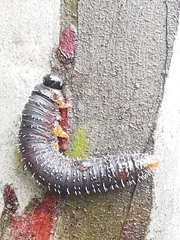 Perga