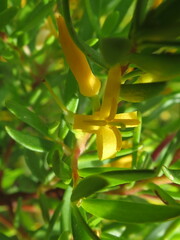 Persoonia recedens
