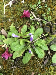 Mazus fauriei