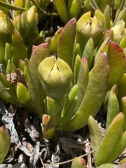 Carpobrotus mellei