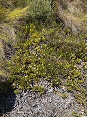 Carpobrotus mellei