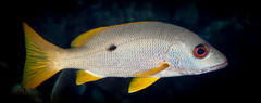 Lutjanus monostigma