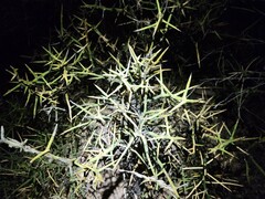 Koeberlinia spinosa