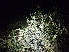 Koeberlinia spinosa