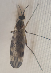 Sylvicola fenestralis