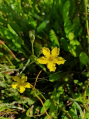 Villarsia capensis