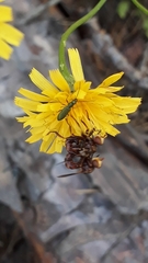 Chrysanthia geniculata