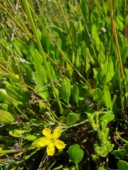 Villarsia capensis