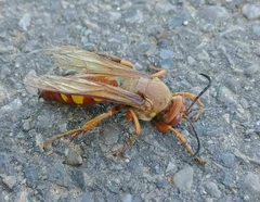 Sphecius convallis