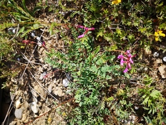Astragalus monspessulanus