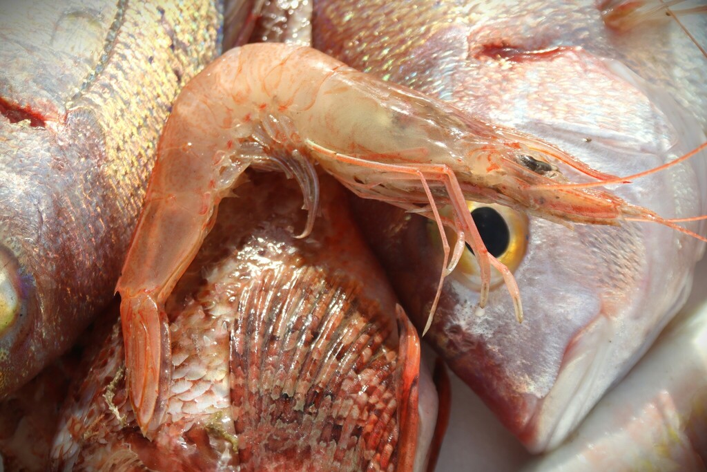 deep-water rose shrimp