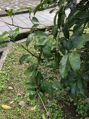 Artabotrys hexapetalus