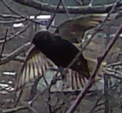 Sturnus vulgaris