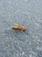 Sphecius convallis