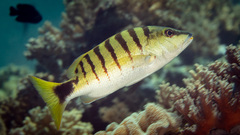 Lutjanus semicinctus