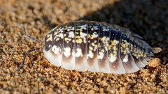 Porcellio saharaiensis