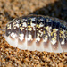 Porcellio saharaiensis - Photo (c) simben, algunos derechos reservados (CC BY-NC-ND), subido por simben