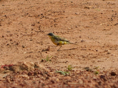Western Yellow Wagtail