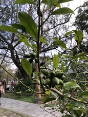 Artabotrys hexapetalus