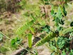 Colutea arborescens