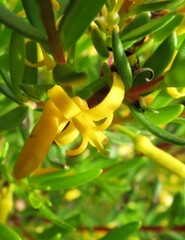 Persoonia recedens