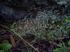 Plagiochasma rupestre