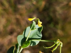 Coronilla scorpioides