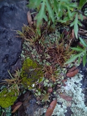 Plagiochasma rupestre