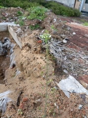 Capsella bursa-pastoris